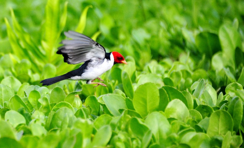 spread your wings Yellow-billed Cardinal