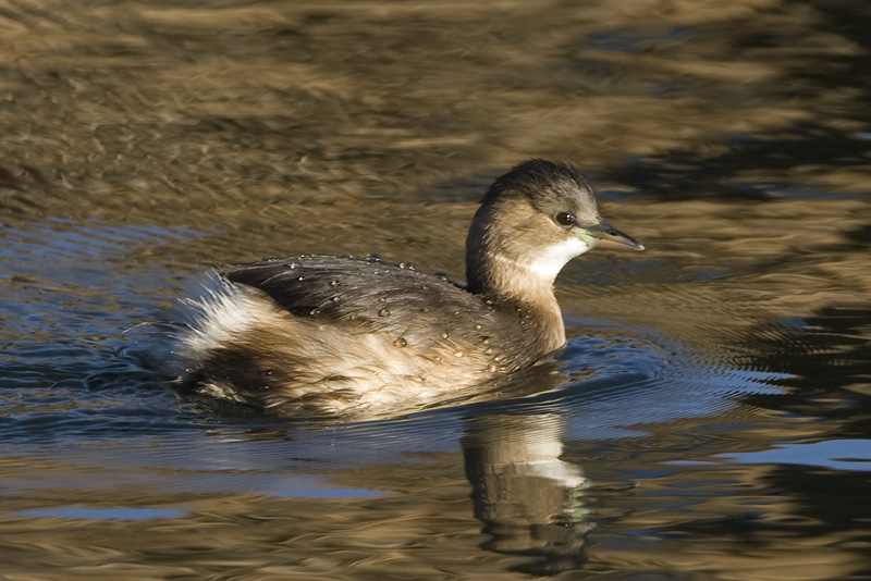 Tachybaptus ruficollis