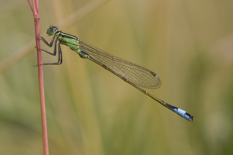 Ischnura elegans