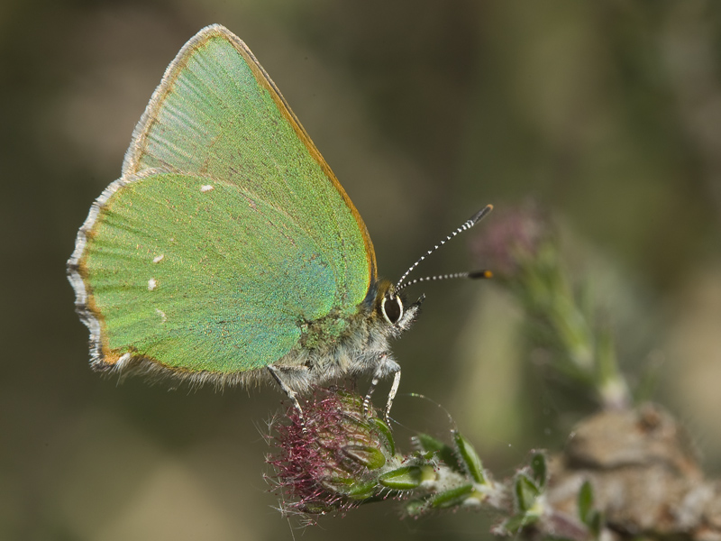 Callophrys rubi