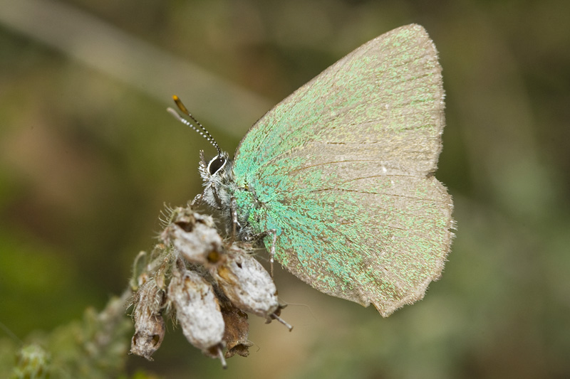 Callophrys rubi