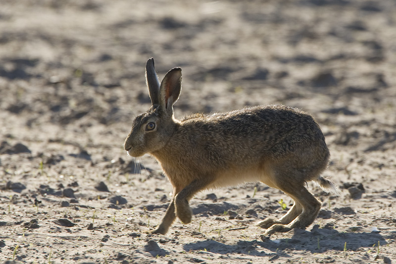 Lepus europaeus