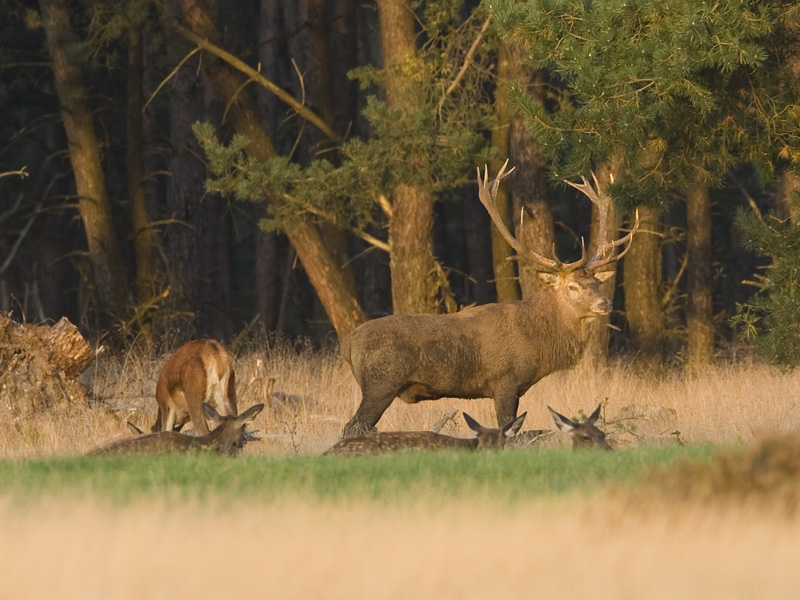 Cervus elaphus