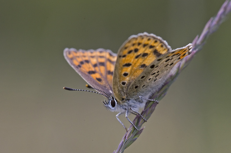 Lycaena tityrus