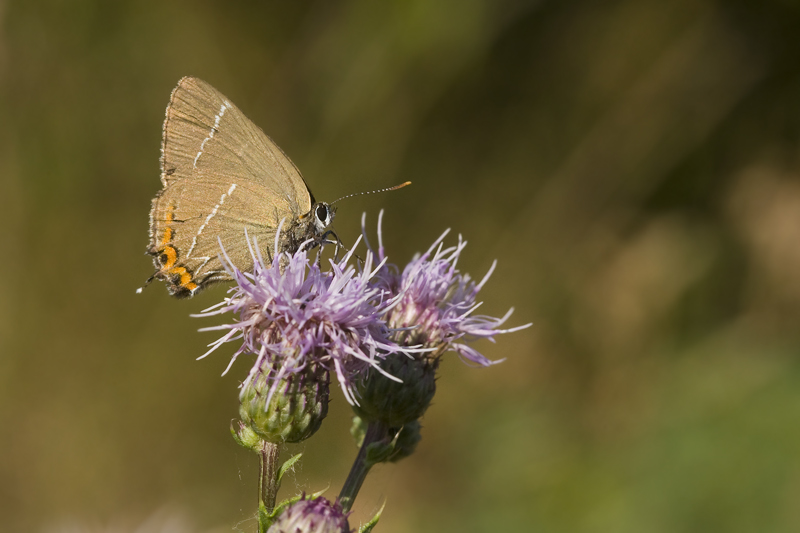 satyrium pruni