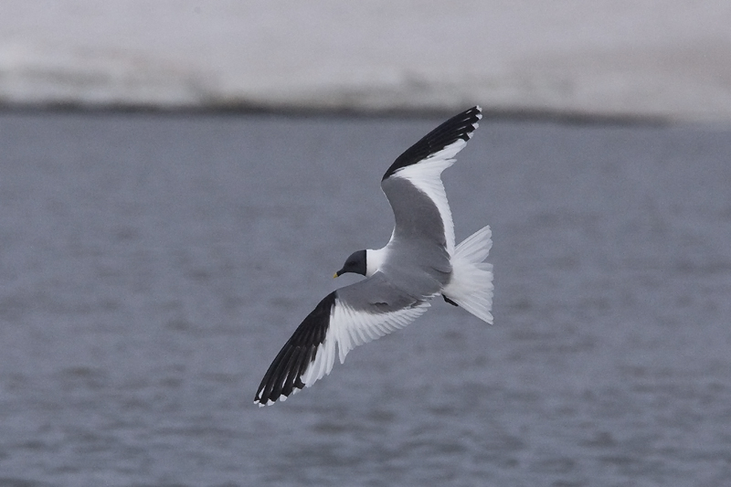 Larus sabini
