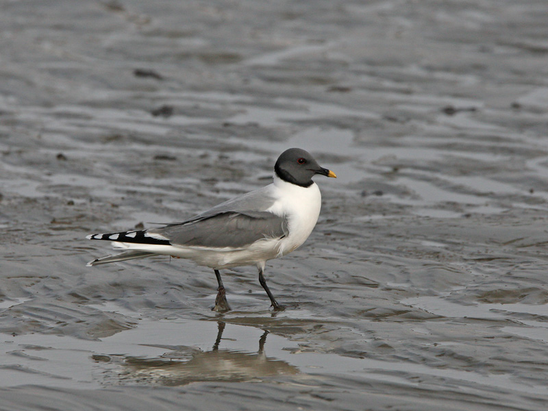 Larus sabini