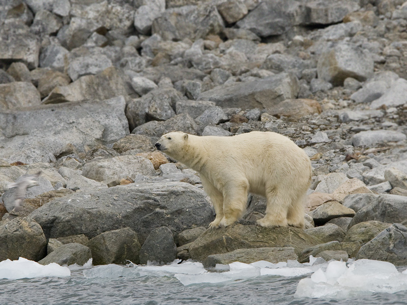 Ursus maritimus