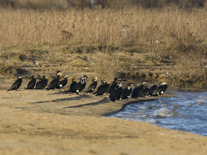 Phalacrocorax carbo