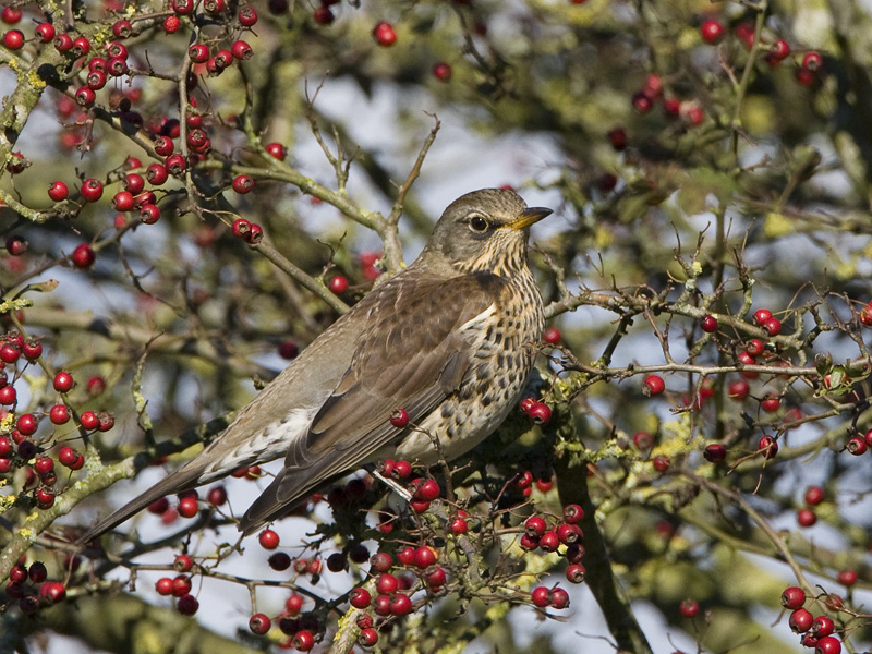 Turdus pilaris