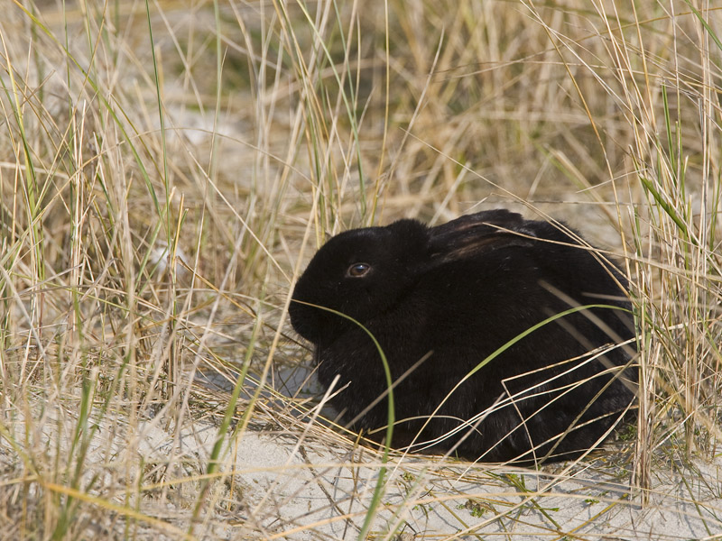 Oryctolagus cuniculus
