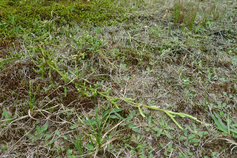 Lycopodium clavatum