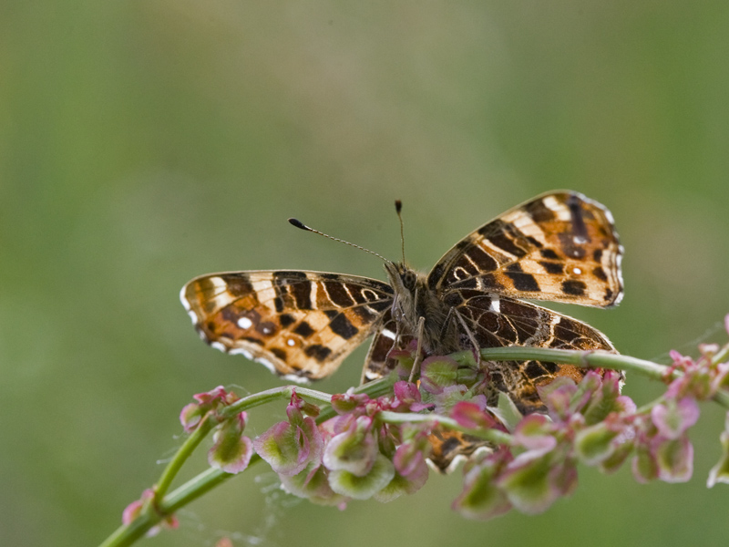 Araschnia levana