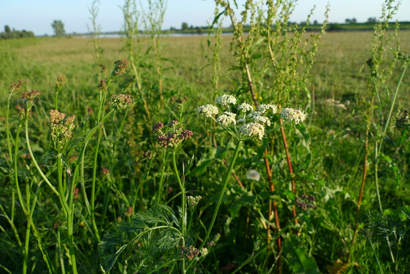 Peucedanum carvifolia