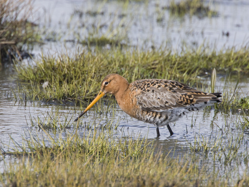 Limosa limosa