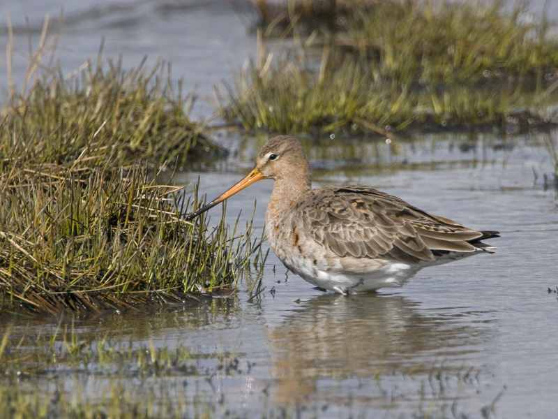 Limosa limosa