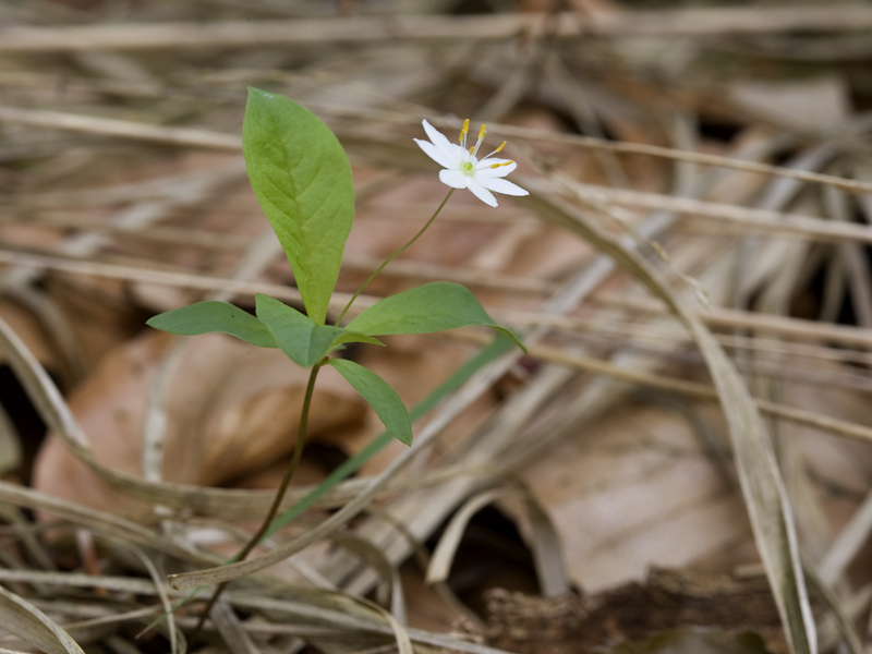 Trientalis europaea
