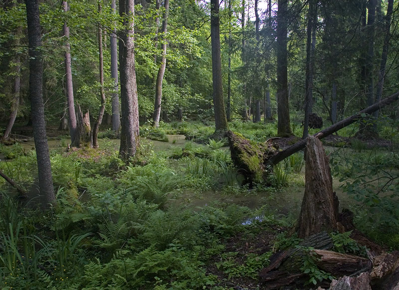 bialowieza_01