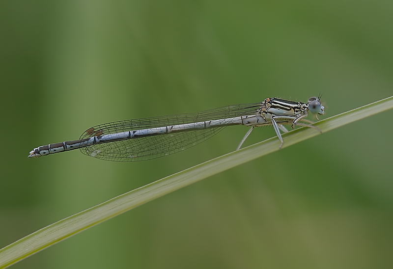 Platycnemis pennipes