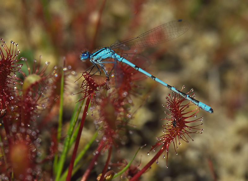 Enallagma cyathigerum