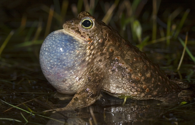 Bufo calamita_02
