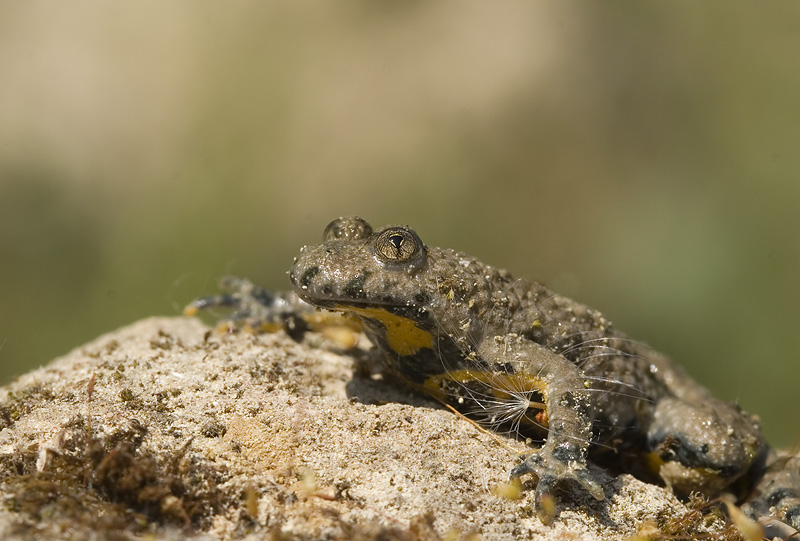 Bombina variegata_01
