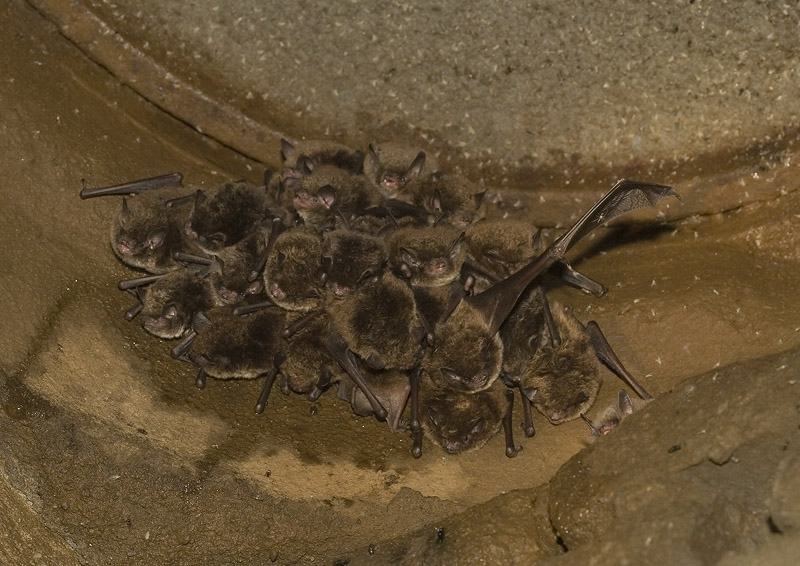 Myotis daubentoni