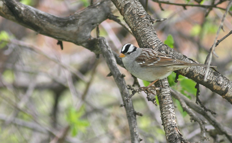 white-crowned-sparrow.jpg