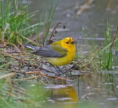 Prothonotary-Warbler-small.jpg