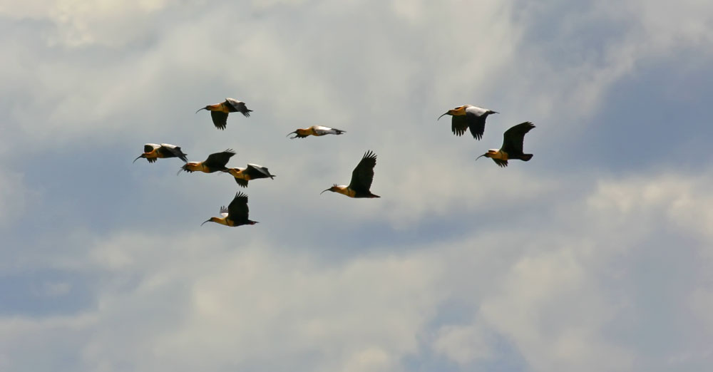 buff-necked-ibis-flock.jpg