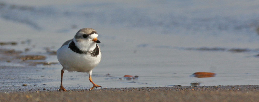 Piping-Plover-II.jpg