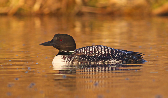 common-loon-V.jpg