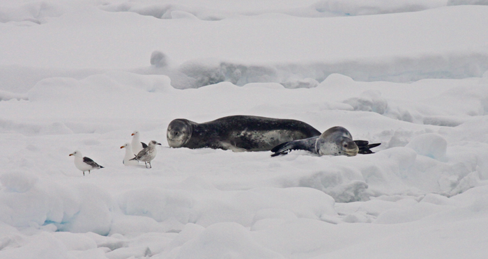Leopard Seal and Pup