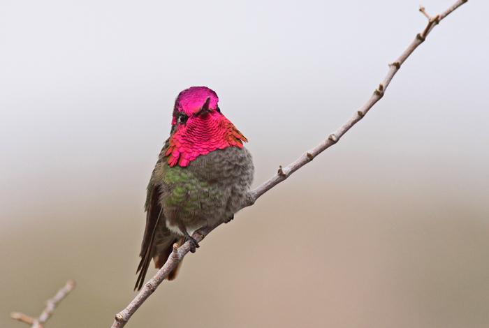 annas-hummingbird-VII.jpg