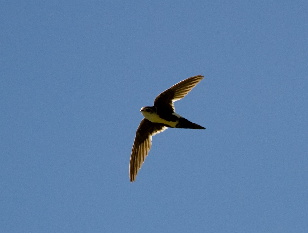 white-throated swift_5442.jpg