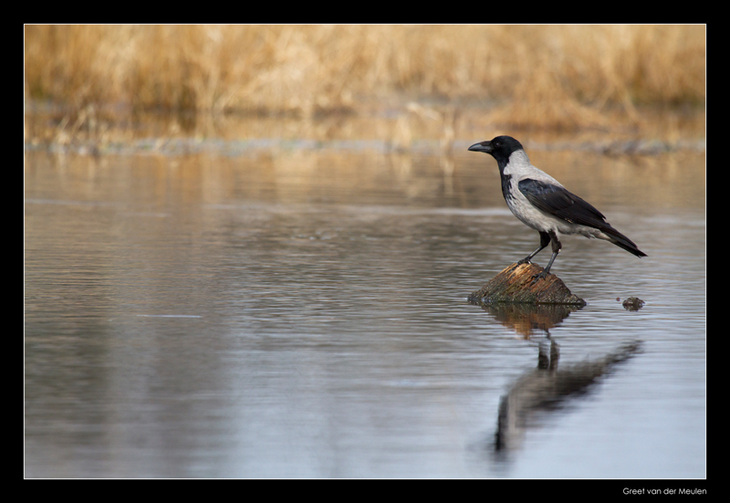 1614 hooded crow