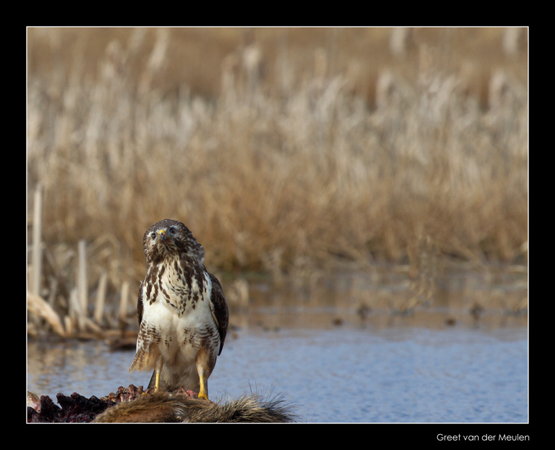 4240 alert buzzard