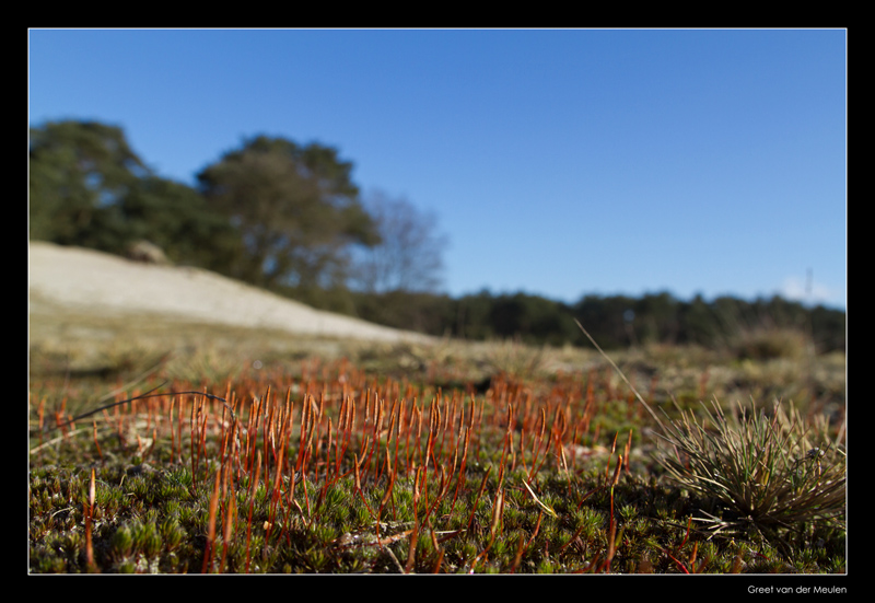 0623 bristly haircap in Beerzerveld