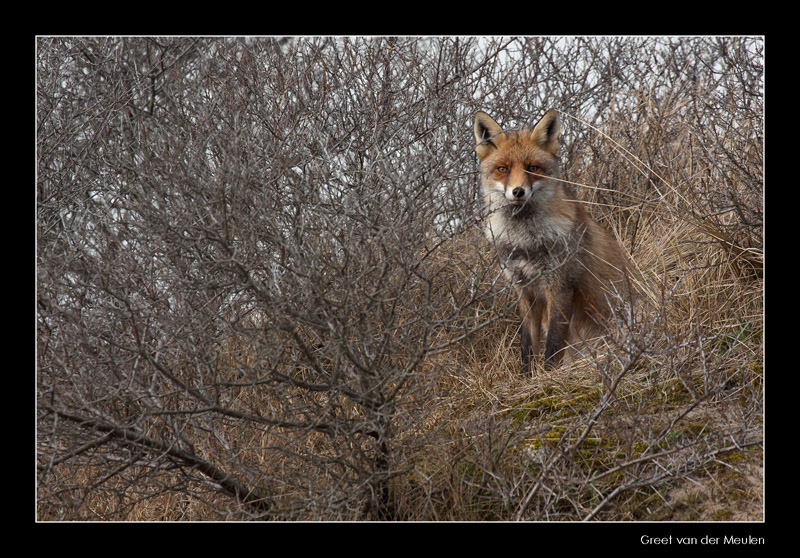 9511 fox