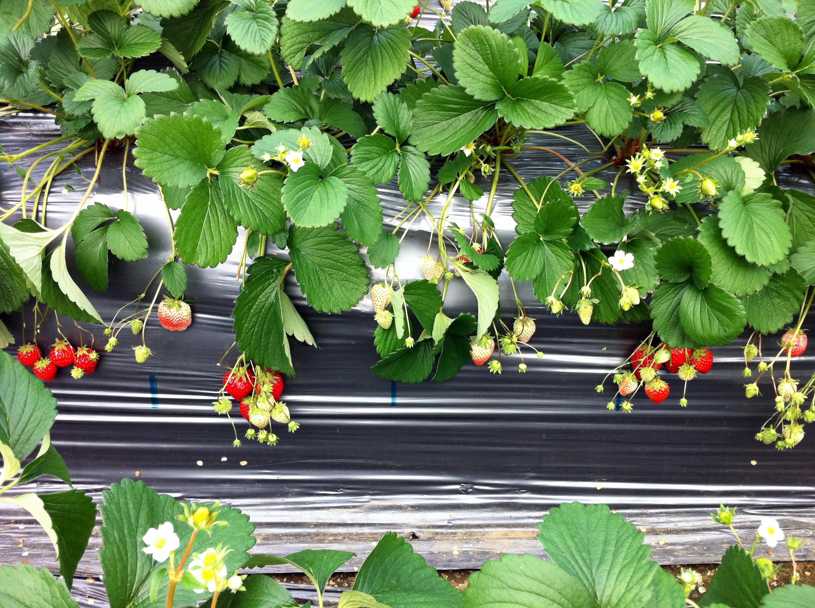 Strawberry Orchard in Kanagawa