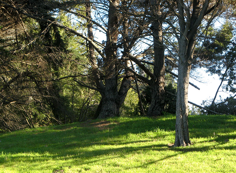 The greenery across from the sea wall - mImg_2530