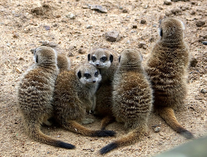 Meerkats