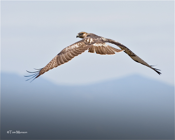  Red-tailed Hawk