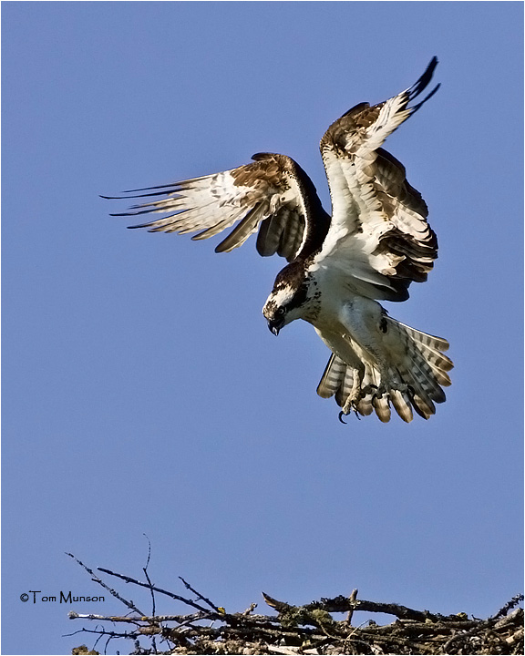  Osprey