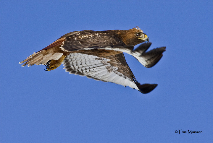  Red-tailed Hawk