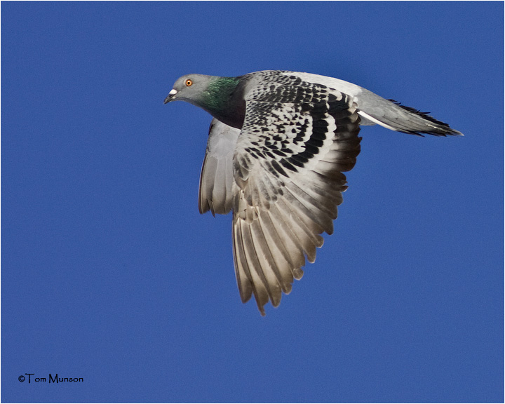  Rock  Pigeon