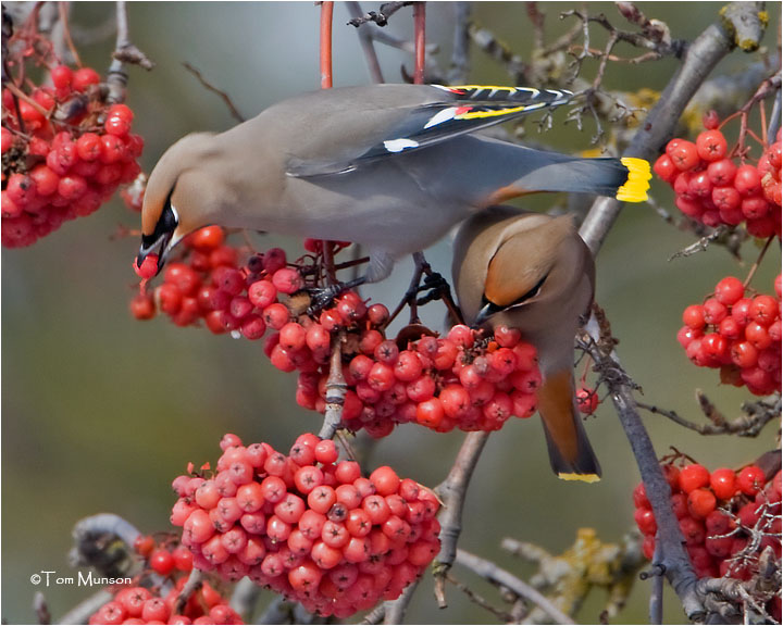  Bohemian Waxwings