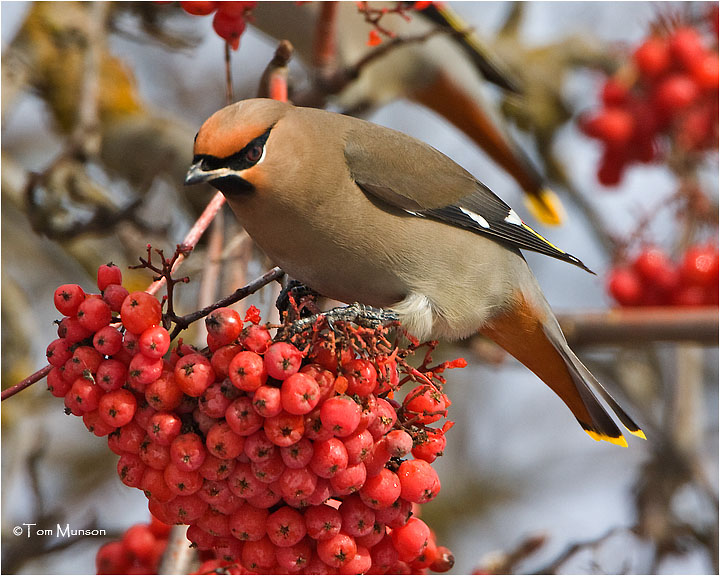  Bohemian Waxwing