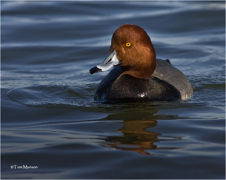  Redhead  (drake)