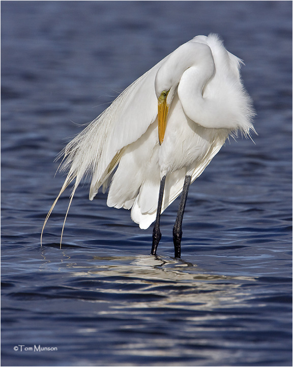  Great Egret